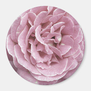 Imã Ímãs do rosa do rosa