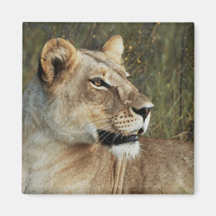 Imã Ímãs do safari da leoa - personalize