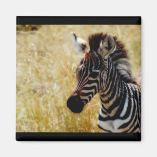 Imã Ímãs dos animais selvagens do potro da zebra (em