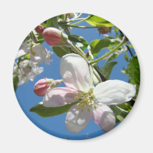 Imã ÍMÃS FLORES DE MAÇÃ Rosa Flores de Maçã