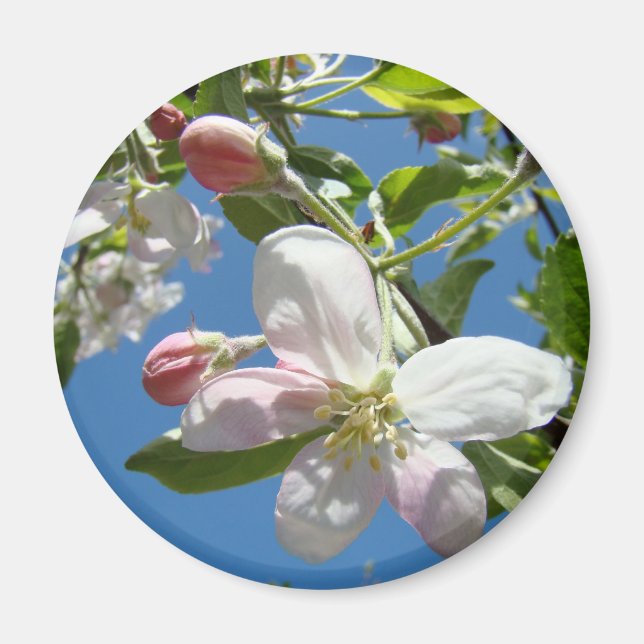 Imã ÍMÃS FLORES DE MAÇÃ Rosa Flores de Maçã (Frente)
