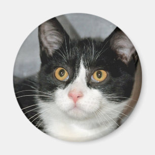 Imã Ímãs preto e branco do gato do smoking