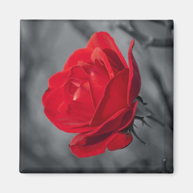 Imã Ímãs Rosa Vermelha (Frente)
