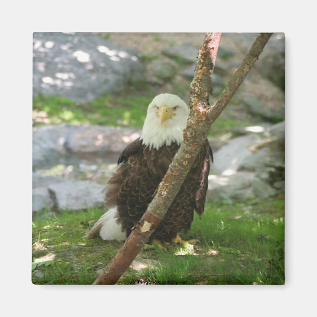 Imã IMG_6126, upliftingphotography.net América (Frente)