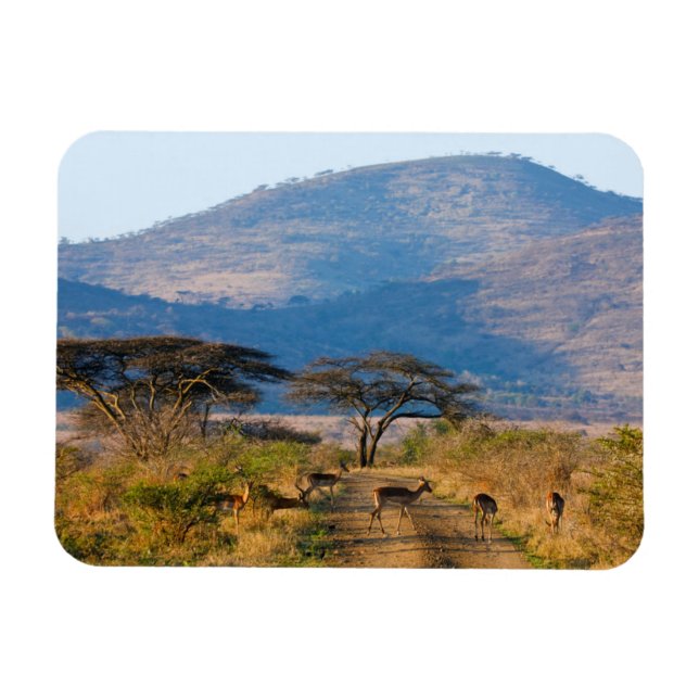 Ímã Impala (Aepyceros Melampus), Hluhluwe-Umfolozi (Horizontal)