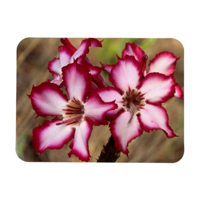 Ímã Impala Lily (Adenium Multiflorum), Kruger (Horizontal)