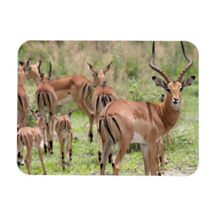 Ímã Impala No Delta Do Okavango