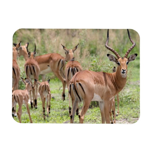 Ímã Impala No Delta Do Okavango (Horizontal)