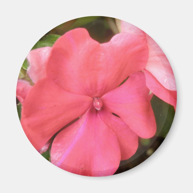 Imã Impatites rosa com o ímã de macro do ventilador (Frente)