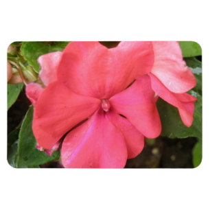 Ímã Impatites rosa Flor Macro Premium Magnet