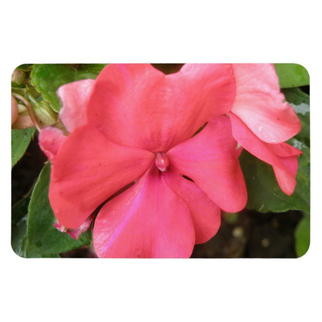 Ímã Impatites rosa Flor Macro Premium Magnet (Horizontal)