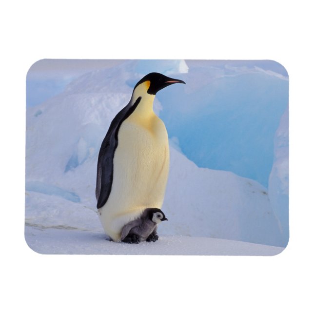 Ímã Imperador Penguin | Aptenodytes (Horizontal)