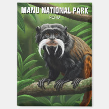 Imperador Tamarin no Parque Nacional de Manu, Peru