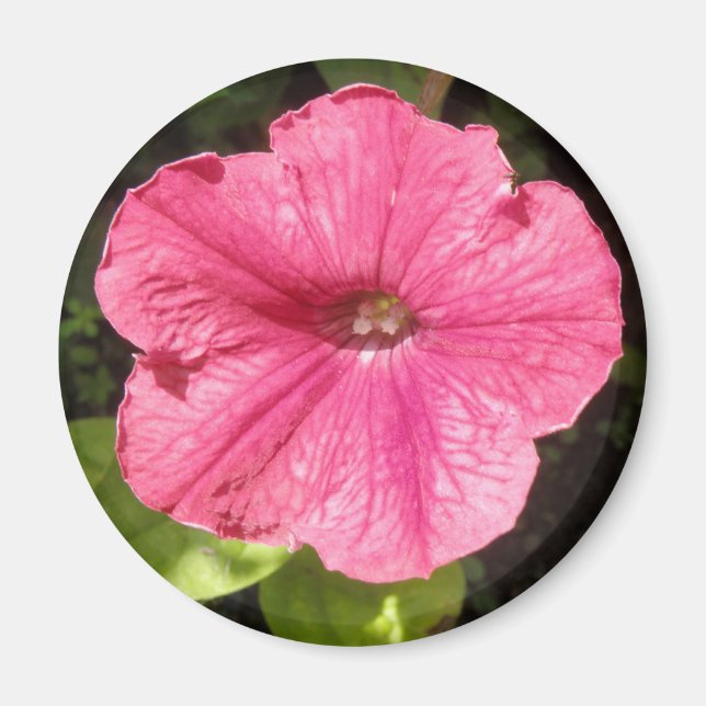 Imã Impõe o ímã cor-de-rosa escuro (Frente)
