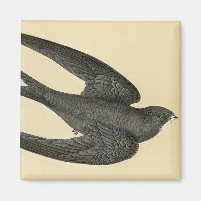 Imã Impressão antiga de um Swift (Frente)