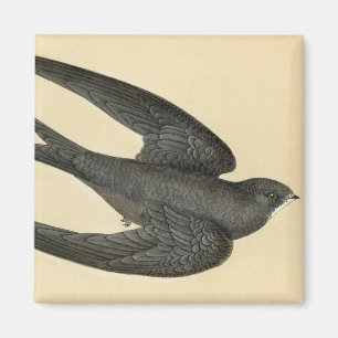 Imã Impressão antigo de um rápido