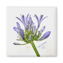 Impressão botânico - Lily do Nilo