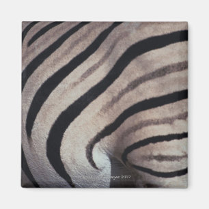 Imã Impressão da zebra