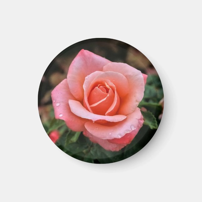 Imã Impressão de Arte Botânica Rosa Romântica (Frente)
