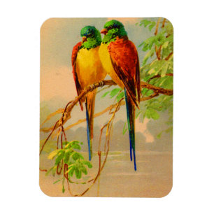 Ímã impressão de aves lindas
