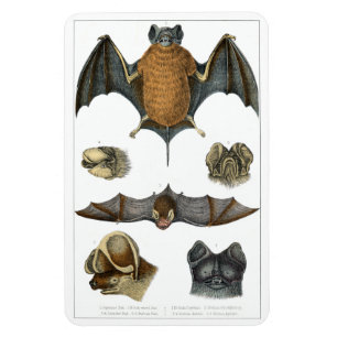 Ímã impressão de Bat 19th C