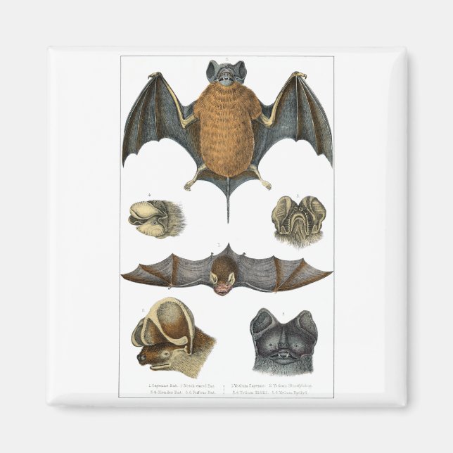 Imã impressão de Bat 19th C (Frente)