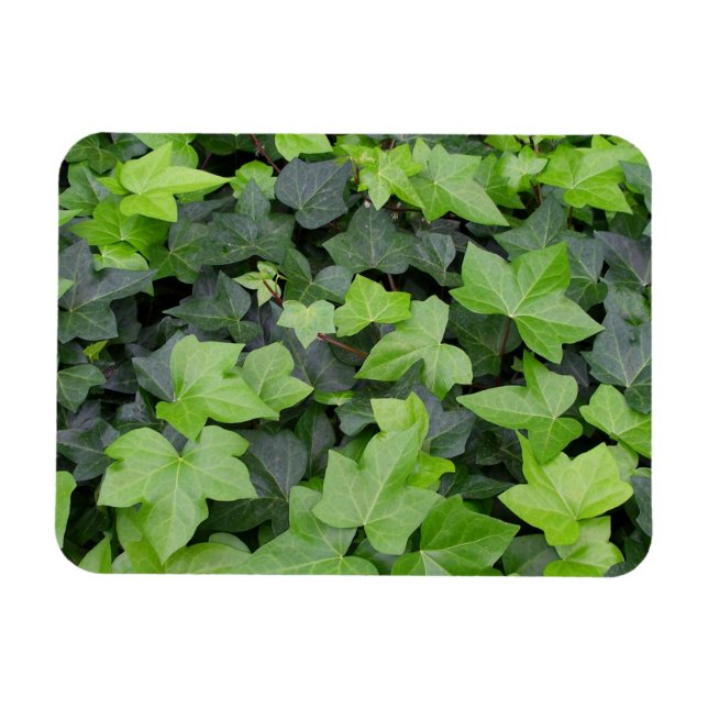 Ímã Impressão de Botânica de Ivy Verde (Horizontal)