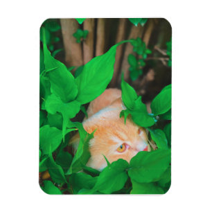 Ímã Impressão de gato de estimação bonito