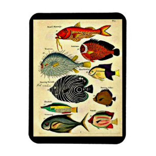 Ímã impressão de peixe antigo