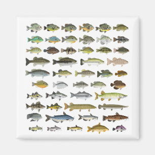 Imã Impressão do Grupo de Peixes Águas frescas da Am