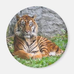 Imã Impressão do tigre