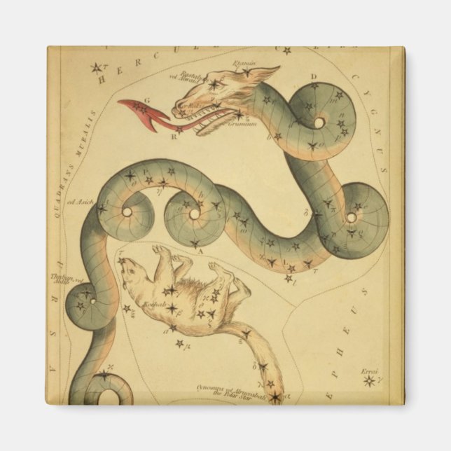 Imã Impressão Draco & Ursa Menor da astronomia da Vint (Frente)