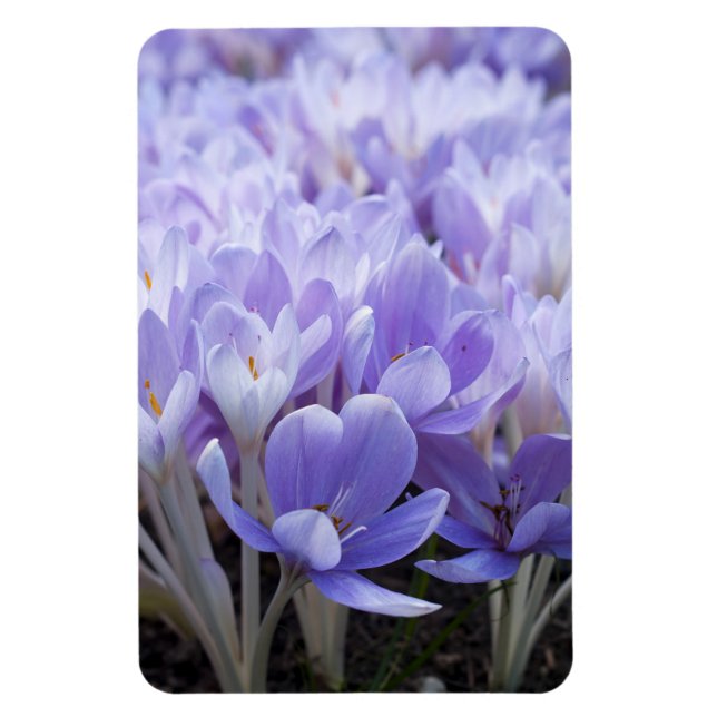 Ímã Impressão em Tela Envolta de Crocus (Vertical)