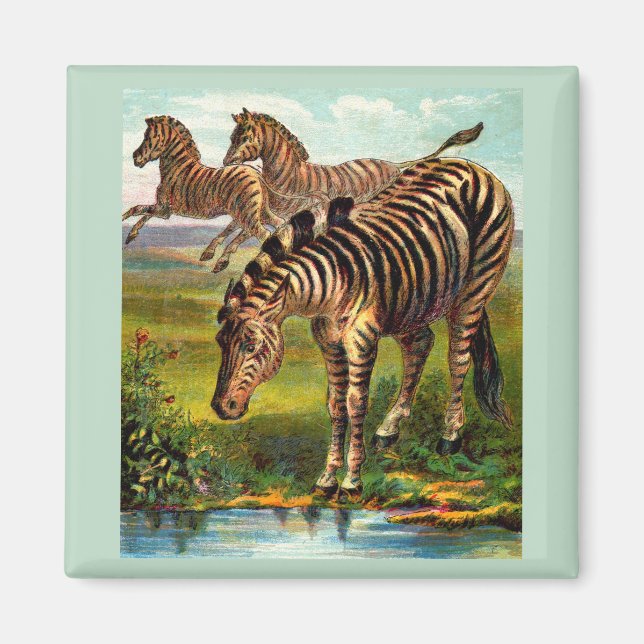 Imã impressão zebras 1900 (Frente)