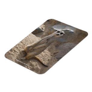 Ímã Impressionante Meerkat