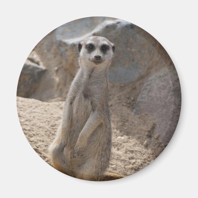 Imã Impressionante Meerkat (Frente)