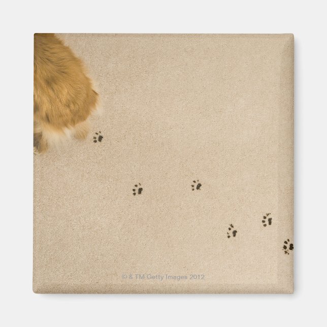 Imã Impressões de cães no tapete (Frente)