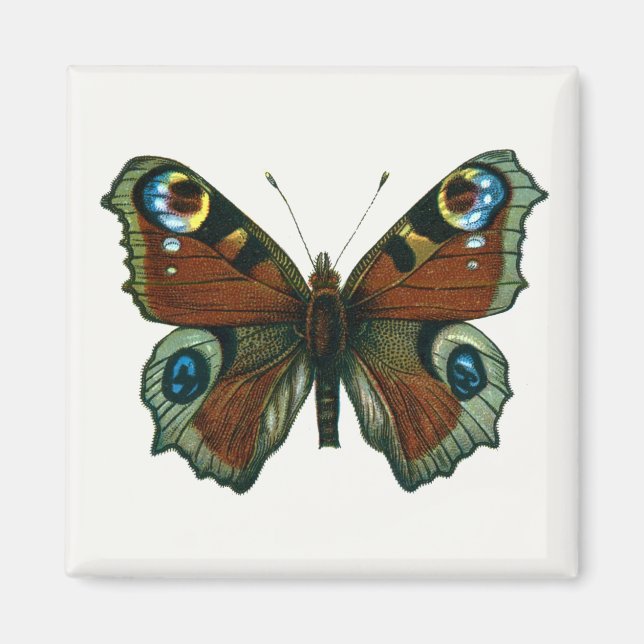 Imã Inachis io - A Borboleta de Pavão Europeia (Frente)