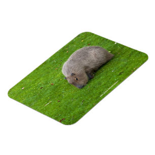 Ímã Incrível Animal Capivara