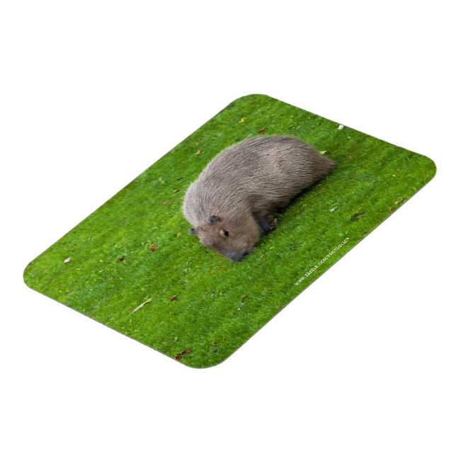 Ímã Incrível Animal Capivara (Left Side)