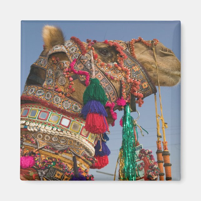 Imã ÍNDIA, Rajasthan, Pushkar: FEIRA DE CAMELÔS DE PUS (Frente)