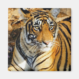 Imã Índia, Sawai Madhopur, Ranthambore Nacional
