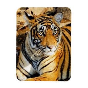 Ímã Índia, Sawai Madhopur, Ranthambore Nacional