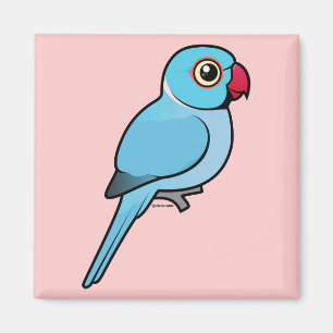 Imã Indiano azul Ringneck