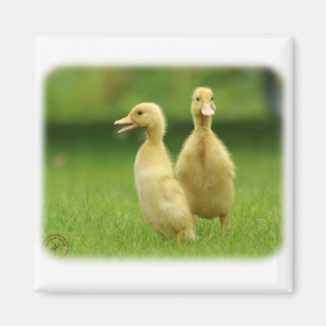 Imã Indígena Runner Ducklings 9W029D-024 (Frente)