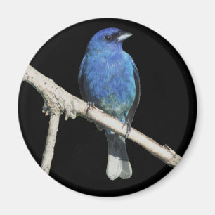 Imã Indigo Bunting