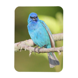 Ímã Indigo Bunting