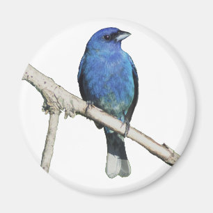 Imã Indigo Bunting