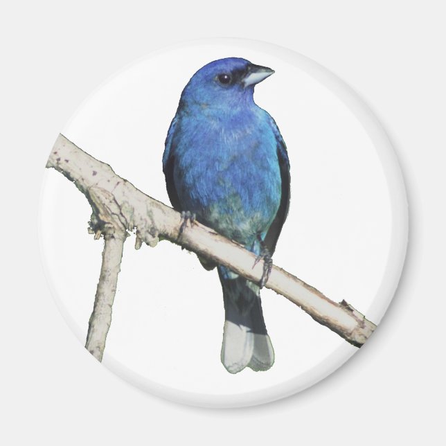 Imã Indigo Bunting (Frente)