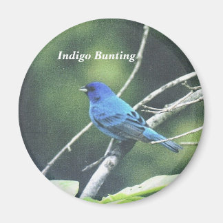 Imã Indigo Bunting